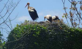 Puzzle 7102 - Cigognes de Normandie