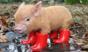Puzzle 6605 - Bottes rouges