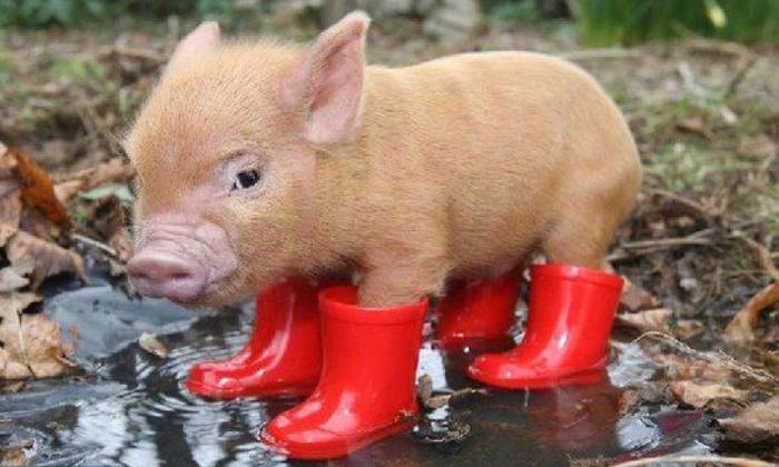 Puzzle Bottes rouges