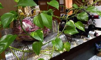 Puzzle 6581 - Plante grimpante