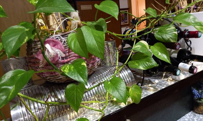 Puzzle Plante grimpante