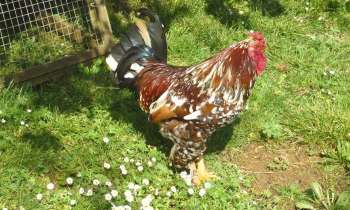 Puzzle 6938 - un coq