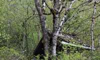 Puzzle Dans les bois