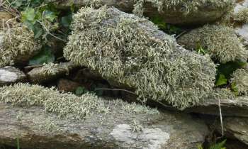 Puzzle 6751 - lichens sur schistes