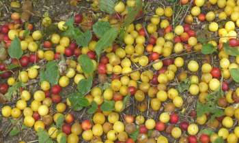 Puzzle 6707 - prunes et mirabelles