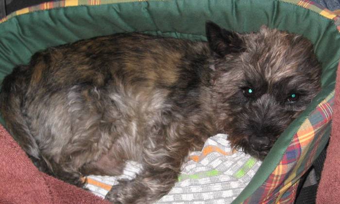 Puzzle Chien