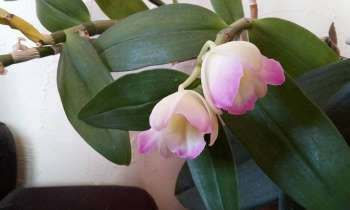 Puzzle 6322 - orchidée