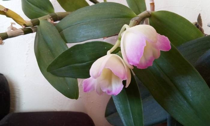 Puzzle orchidée