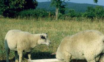 Puzzle 6948 - moutons dans la Nièvre