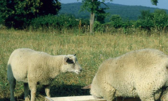 Puzzle moutons dans la Nièvre