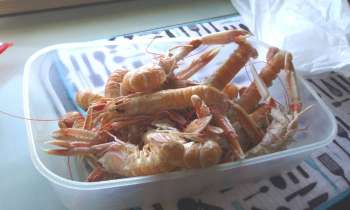 Puzzle 7256 - Ah les langoustines