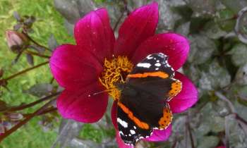 Puzzle 7179 - papillon sur un dahlia