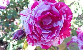 Puzzle 6857 - Rose
