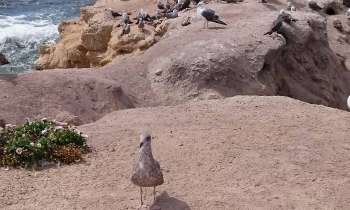 Puzzle 6613 - Mouettes