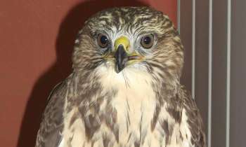 Puzzle 6559 - buse variable