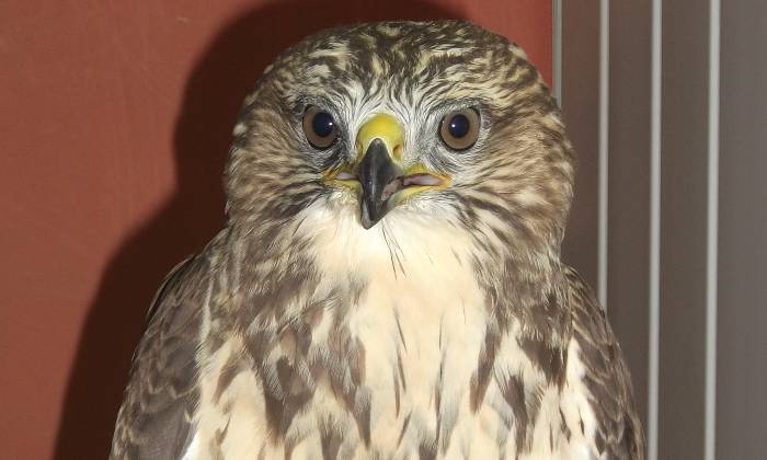Puzzle buse variable