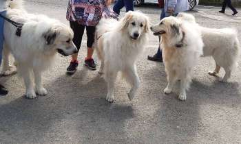 Puzzle 6449 - Chiens