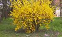 Puzzle forsythia