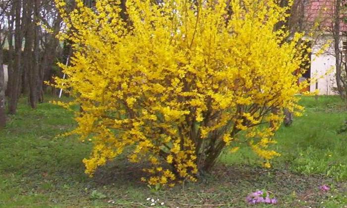 Puzzle forsythia - Paysages & Fleurs - Absolu Puzzle