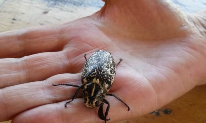 Puzzle Polyphylia fullo