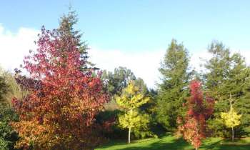 Puzzle 9942 - automne