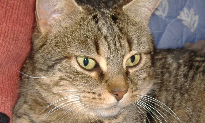 Puzzle tigris