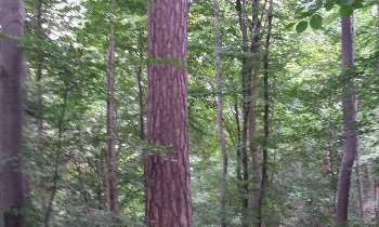 Puzzle 6418 - le roi de la forêt