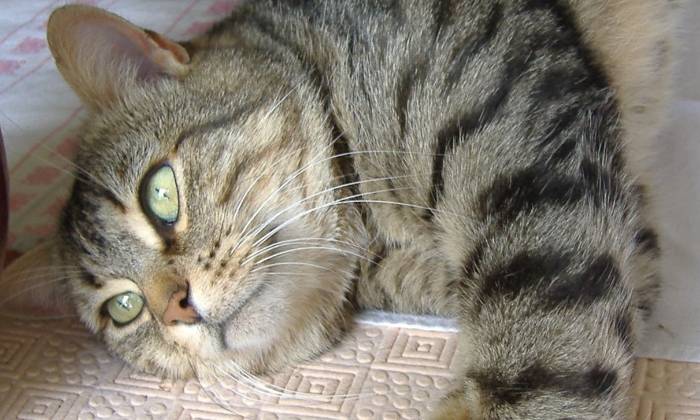 Puzzle tigris