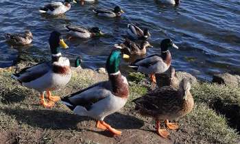 Puzzle 11129 - Canards
