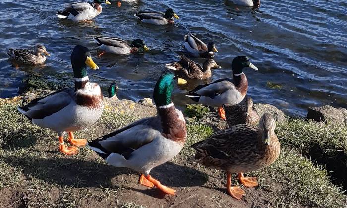 Puzzle Canards