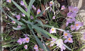 Puzzle 6553 - Premiers crocus