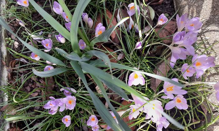 Puzzle Premiers crocus