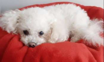 Puzzle 6980 - Chien