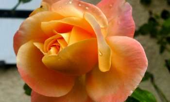 Puzzle 6531 - rose fraiche