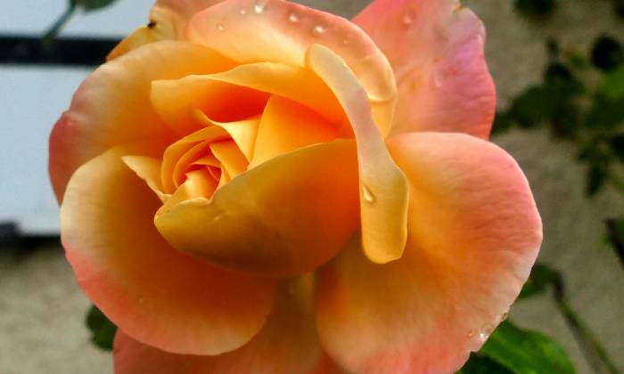 Puzzle rose fraiche