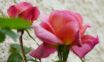 Puzzle 6839 - rose passion