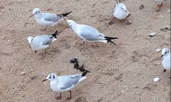 Puzzle 7204 - Les mouettes