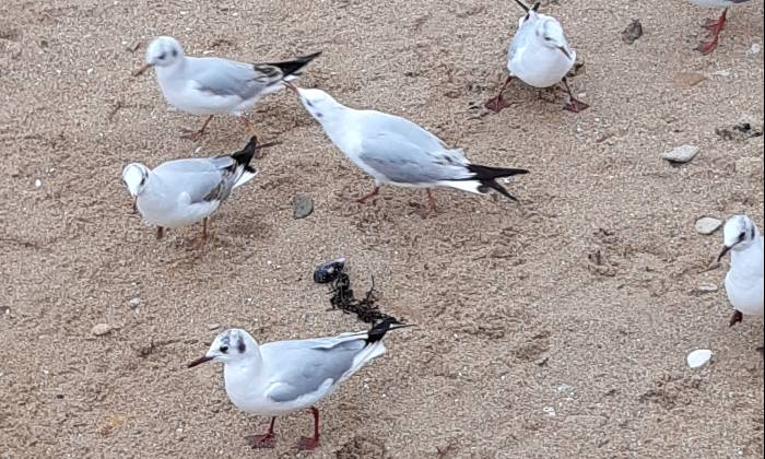 Puzzle Les mouettes