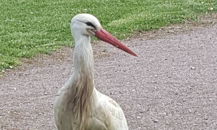 Puzzle cigogne