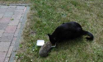 14613 | le chat et le hérisson - 