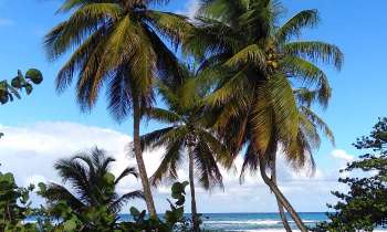 Puzzle 6796 - Palmiers de Guadeloupe