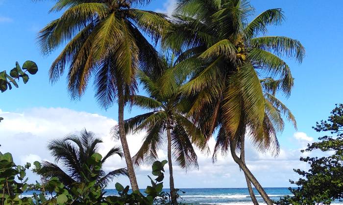 Puzzle Palmiers de Guadeloupe