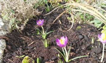 Puzzle 7262 - Premiers crocus