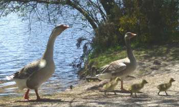 Puzzle 6846 - famille d'oies