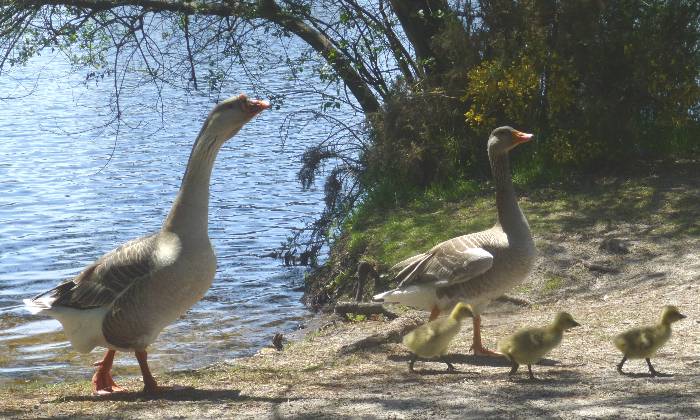 Puzzle famille d'oies