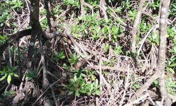 Puzzle 12730 - Mangrove de Guadeloupe