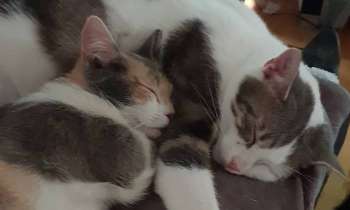 Puzzle 13500 - dodo de chats