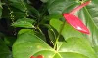Puzzle Fleur exotique