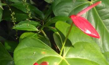 Puzzle 13681 - Fleur exotique