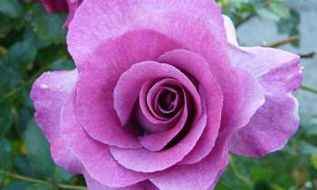Puzzle 12386 - rose